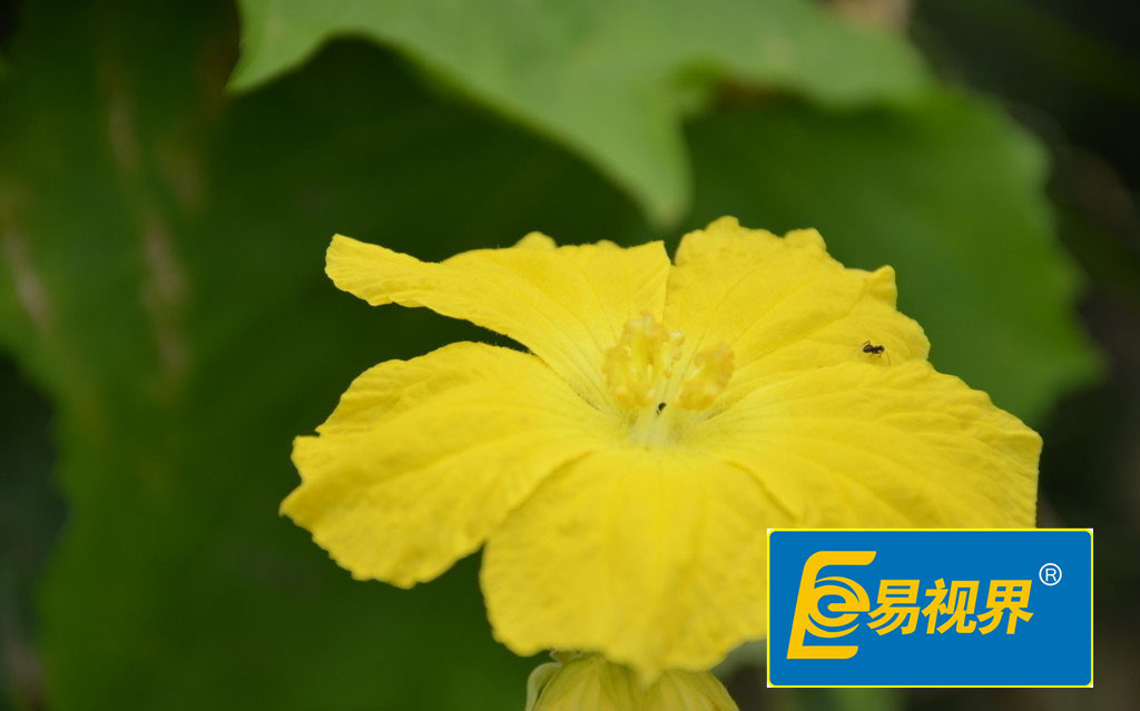 易視界護眼專家 青光眼降眼壓的方法