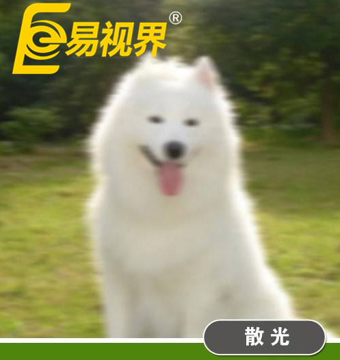 不一樣的眼病,不一樣的世界