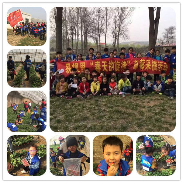 易視界“春天的旋律”草莓采摘活動圓滿結束