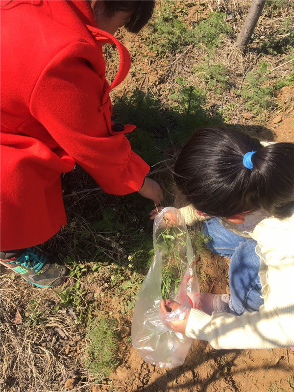 易視界小客戶在認真挖野菜