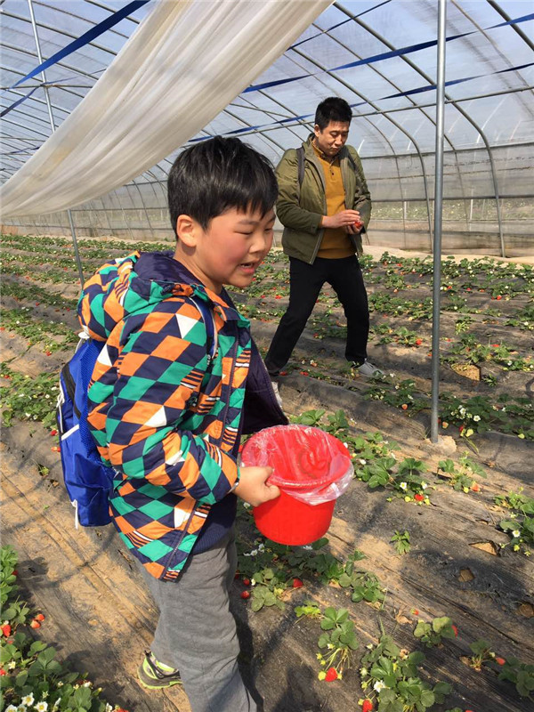 易視界小客戶在認真摘草莓