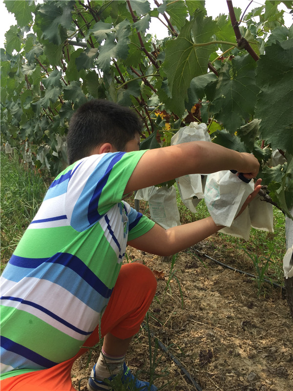 認真采摘葡萄的小朋友
