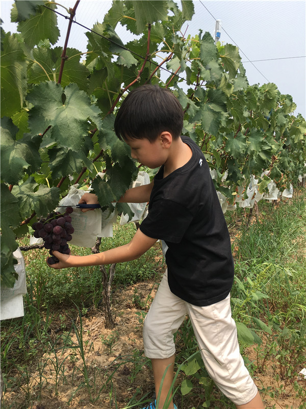 認真采摘葡萄的小朋友